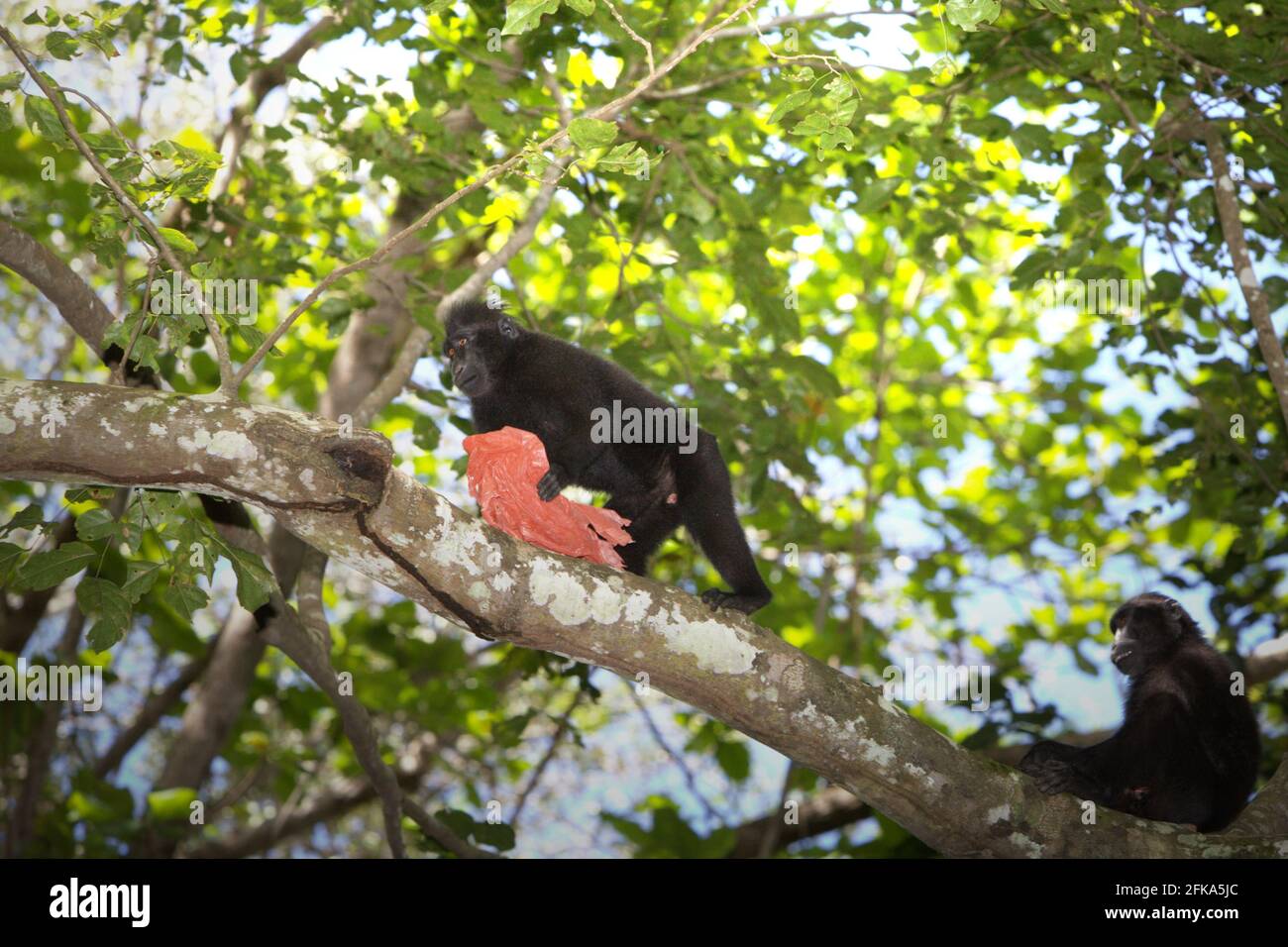 Ein Sulawesi-Kammmakaken (Macaca nigra) spielt mit Kunststoffabfällen, da er in der Nähe eines Strands, wo eine Mülldeponie mit Kunststoffabfällen gesichtet wird, im TWA Batuputih (Batuputih Nature Park) in der Nähe des Tangkoko Naturschutzgebiets in Nord-Sulawesi, Indonesien, forscht. „Nicht nachhaltige menschliche Aktivitäten sind heute die wichtigste Kraft, die Primaten zum Aussterben bringt“, so ein Team von Wissenschaftlern unter der Leitung von Alejandro Estrada (Institut für Biologie, Nationale Autonome Universität von Mexiko) in ihrem 2017 veröffentlichten Aufsatz über ScienceAdvances. Stockfoto