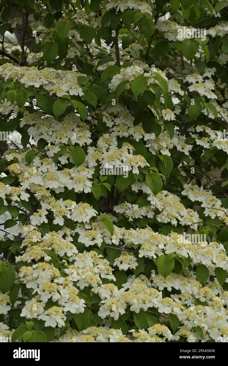 Dogwood State Flower Virginia (USA) Stockfoto