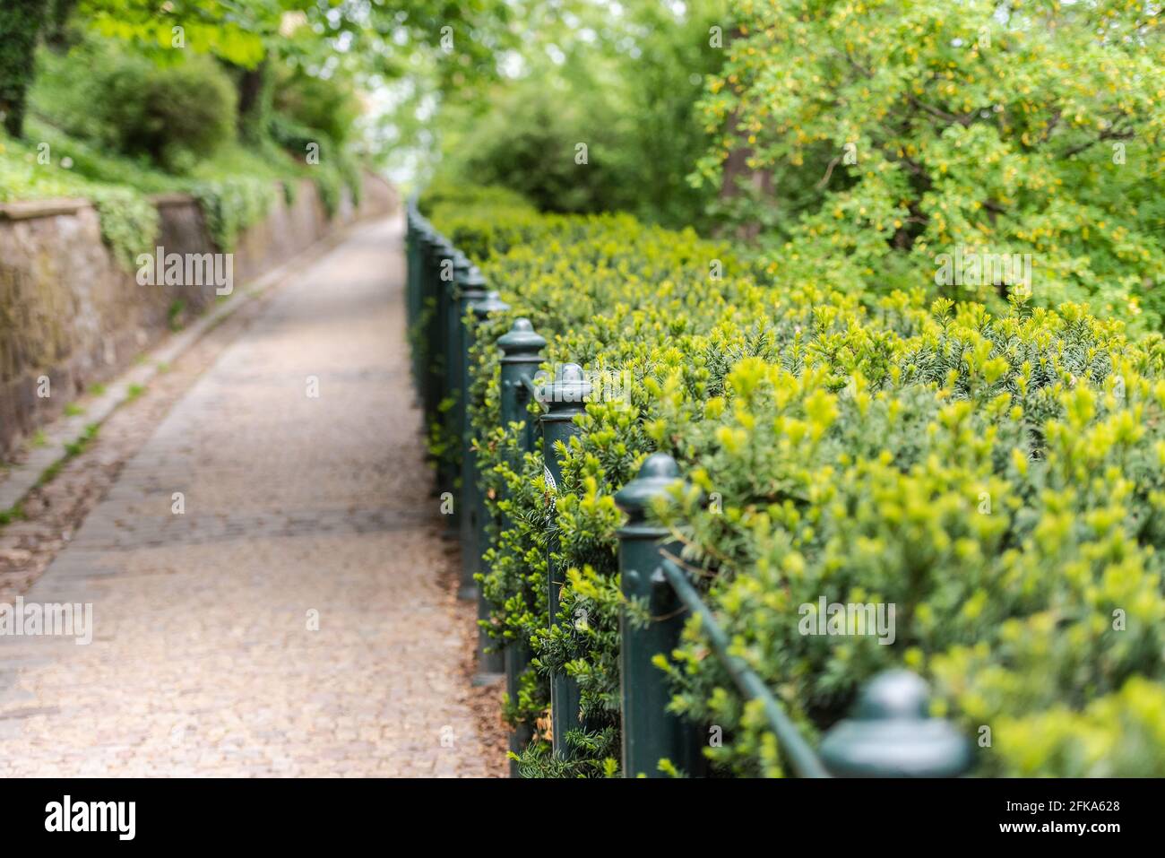 Der Weg unter dem Zeichen Brünn. Frühlingsreit von Grün an der Stützmauer. Stockfoto