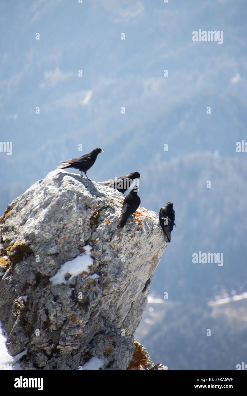 Alpine Chughs auf einem schneebedeckten Berg Stockfoto