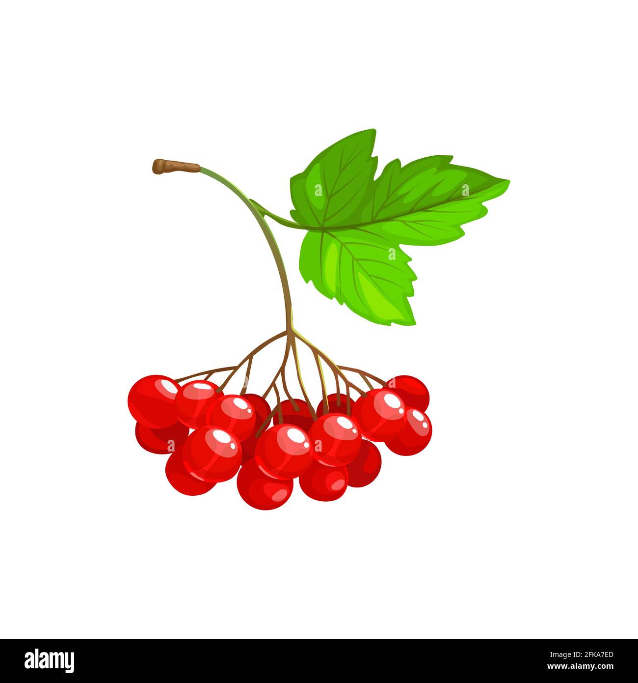 Viburnum Beeren Haufen mit grünen Blättern isoliert flach Cartoon-Symbol.  Vector viburnum Früchte Cluster, reife Ernte für Marmelade oder Saft  Verpackung Lebensmittel eingefangen Stock-Vektorgrafik - Alamy