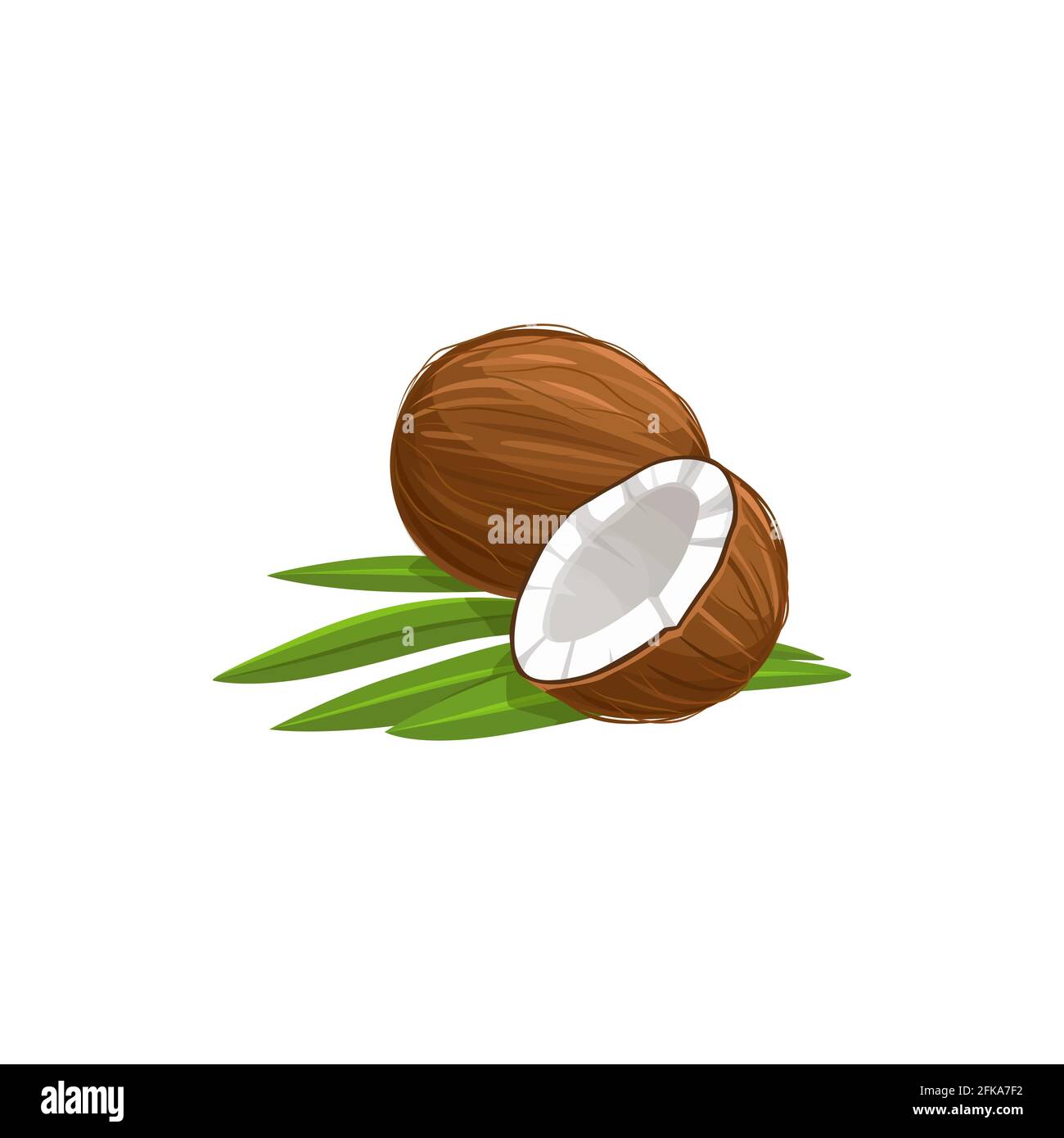 Tropische Kokosnuss isoliert in zwei Hälften geschnitten und ganze Frucht mit grünen Blättern. Vector braun gereifte Nuss weiß im Inneren, exotische Palmenfrucht. Mutter in hartem sh Stock Vektor
