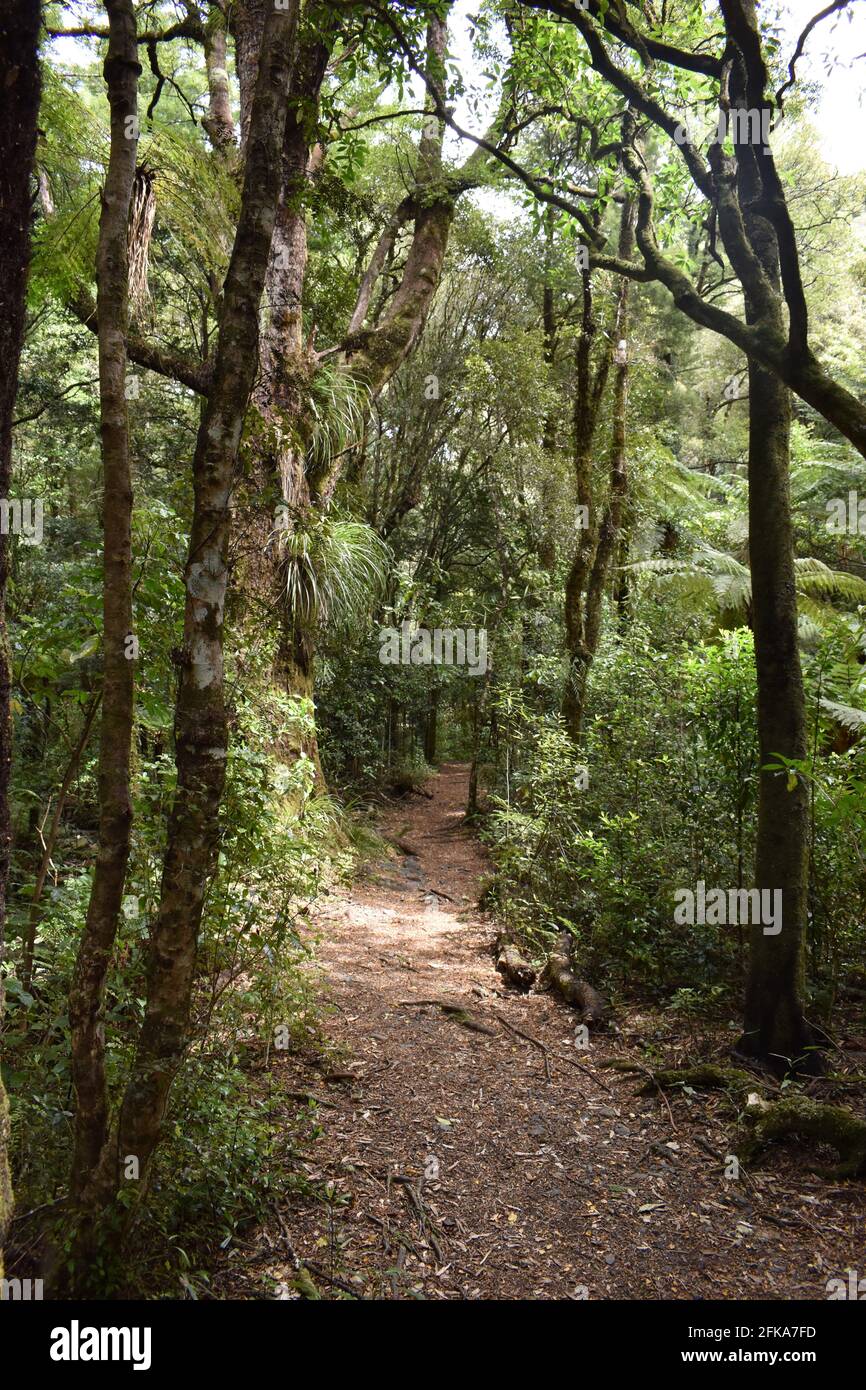 Waldspaziergang Stockfoto