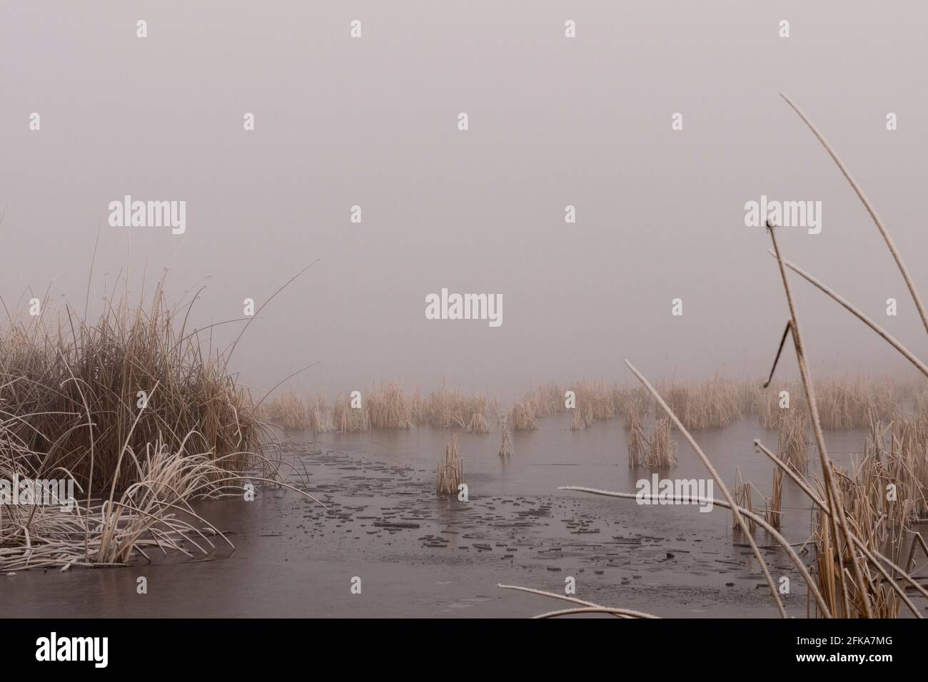 Ein nebliger Morgen beim gefrorenen Tulesumpf im Klamath Wildlife Area in der Nähe des Klamath River, Oregon. Stockfoto