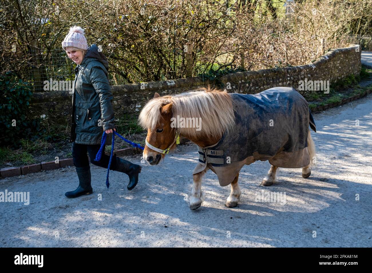 Eine einheimische Frau, die ein Pony führt (Rural Life), Stanmer, East Sussex, Großbritannien. Stockfoto