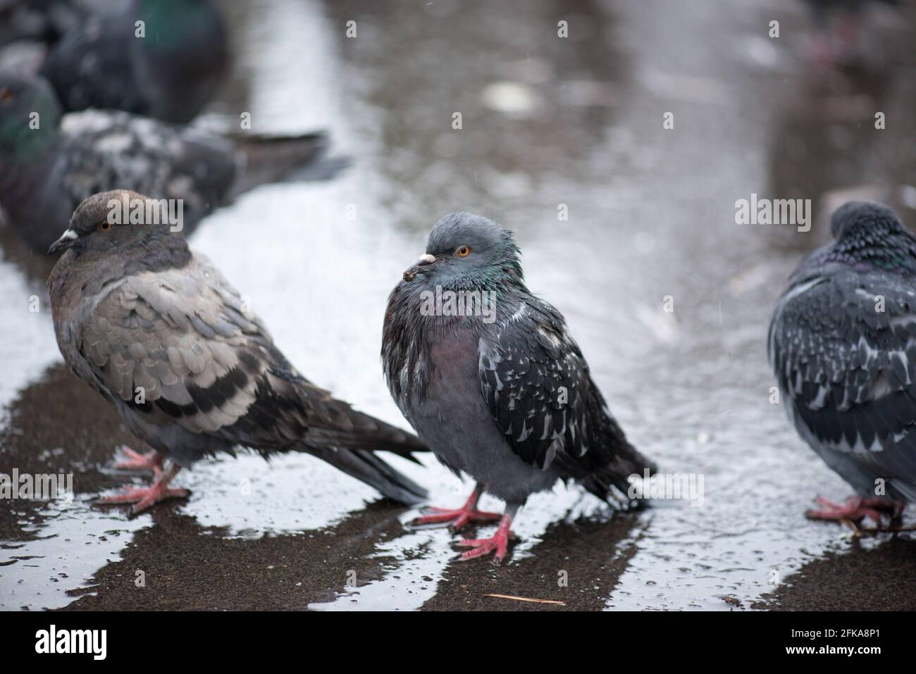 Regen draußen im Park mit Tauben Stockfoto