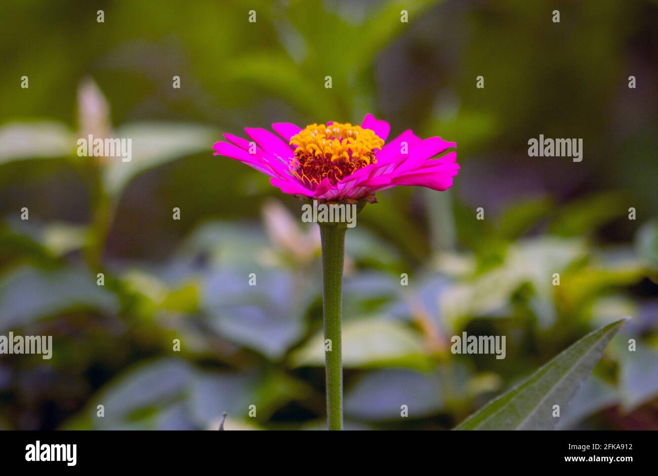 Naturhintergrund. Blumenhintergrund Stockfoto