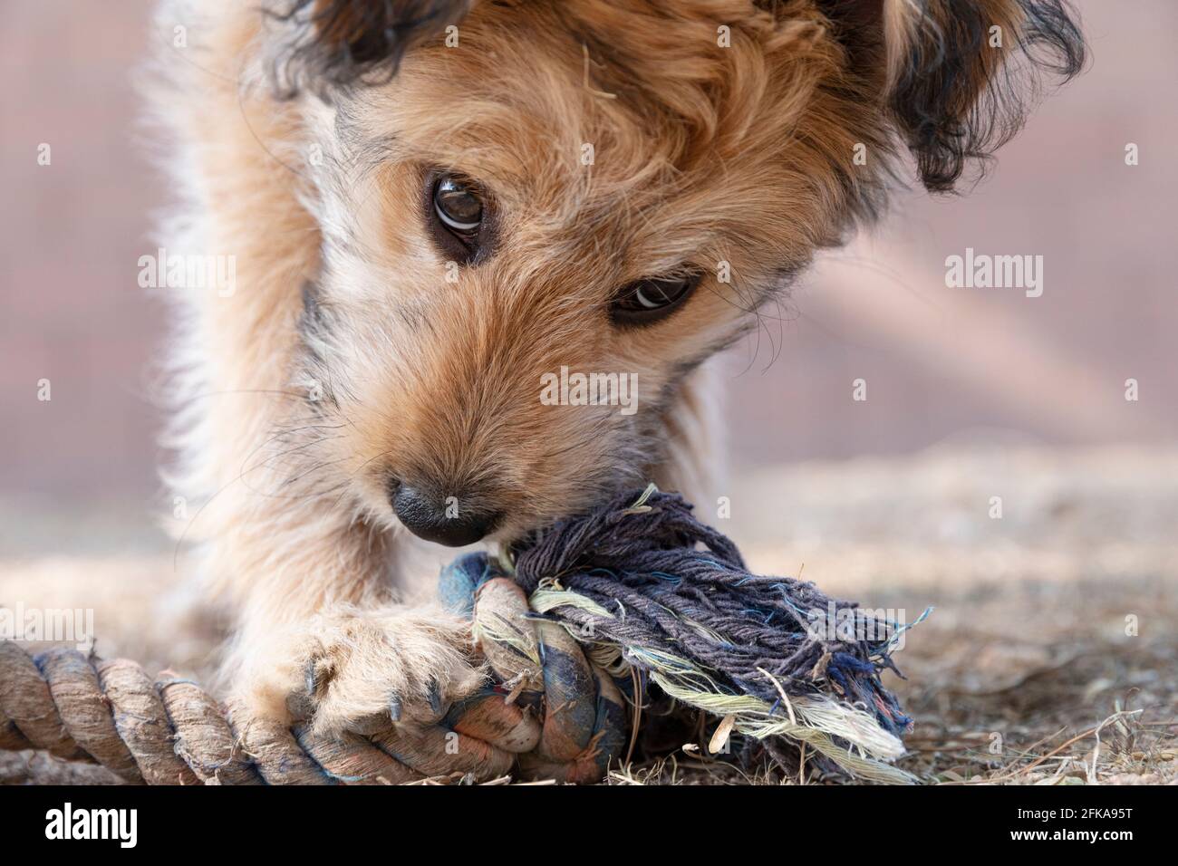Niedliche Mischrasse Pudel Welpen kauen auf einem alten Seil Hund Spielzeug. Stockfoto