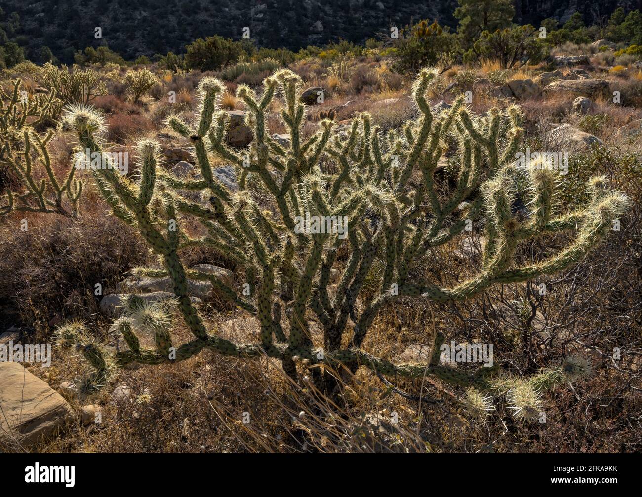 Springen von Cholla Cactus im Red Rock Canyon National Conservation Area, Nevada Stockfoto