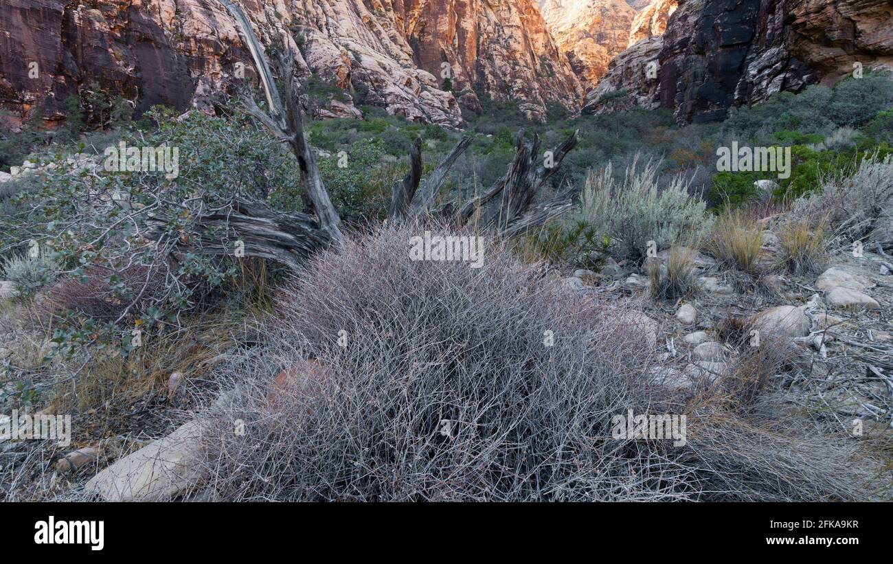 Ice Box Canyon Trail, Red Rock Canyon National Conservation Area, Nevada Stockfoto