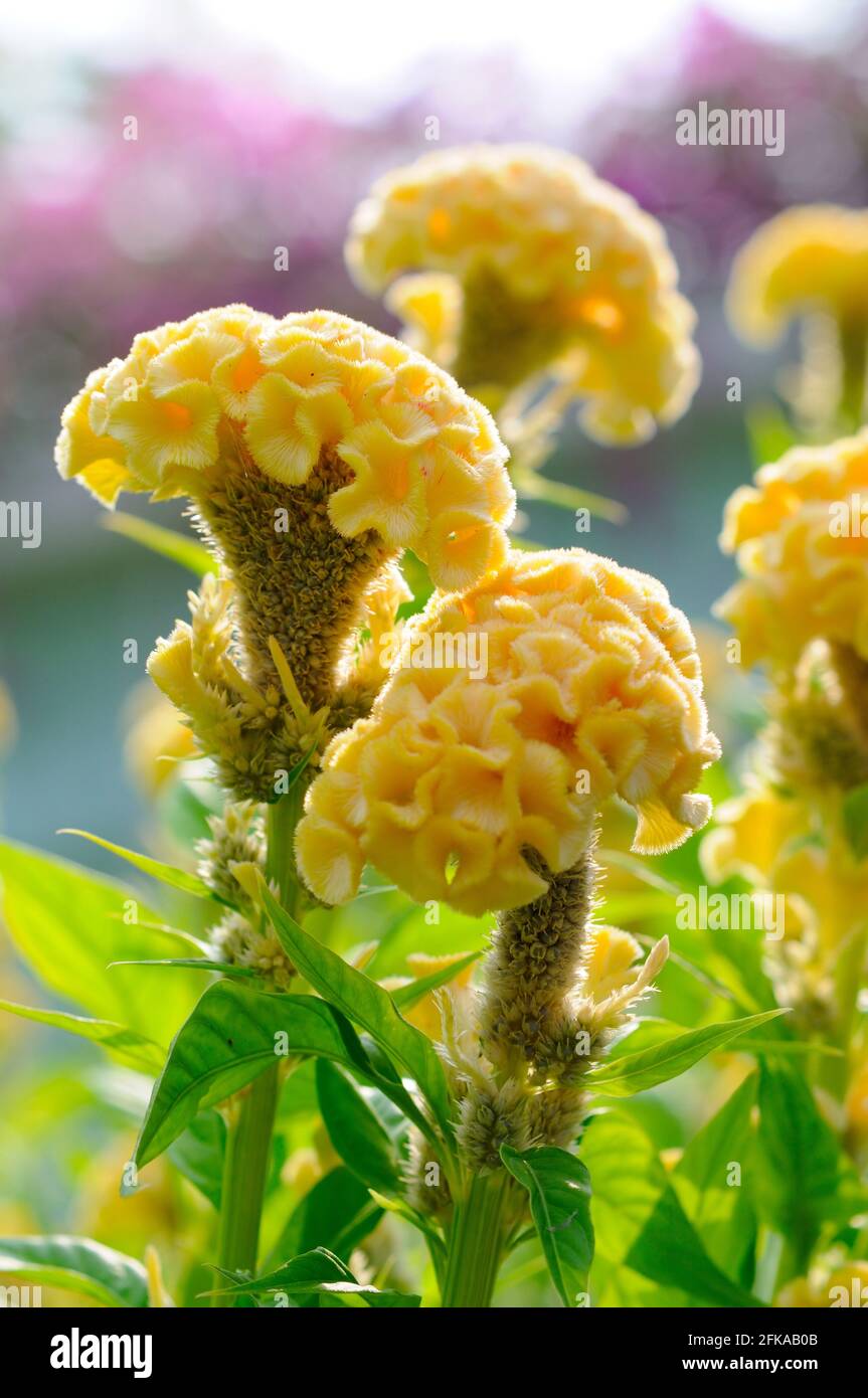 Hahnenkamm Blume Gelb