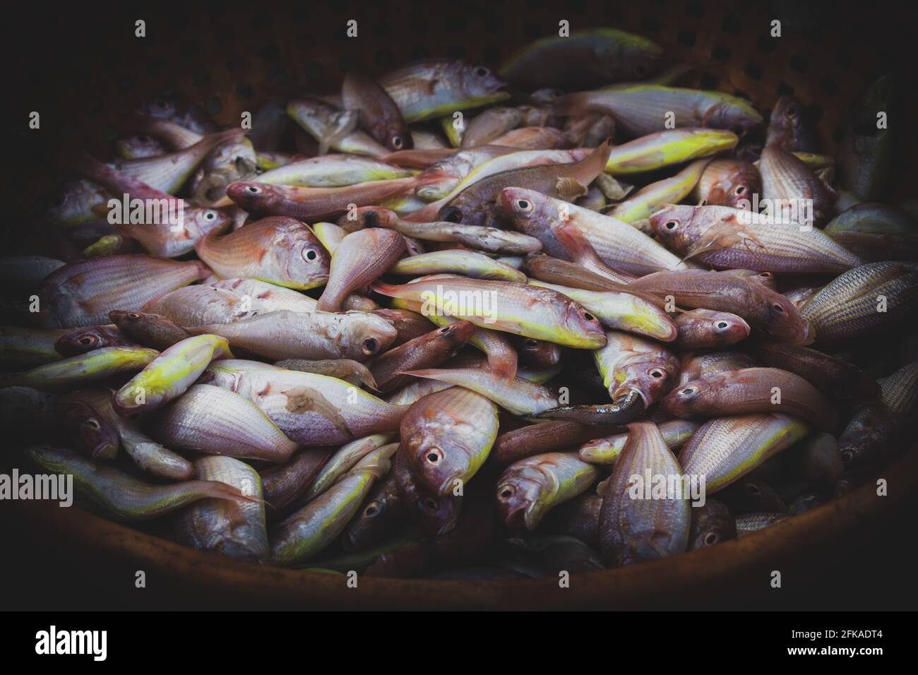 Sammlung von nördlichen Rotbarsch-Fischen, die auf einem Fischbehälter zur Versteigerung gehalten werden. Stockfoto