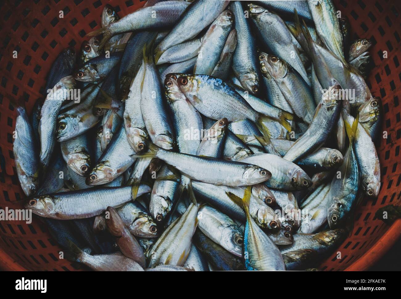 Sammlung von frischem Sardinenfisch zum Verkauf auf dem Fischmarkt. Stockfoto