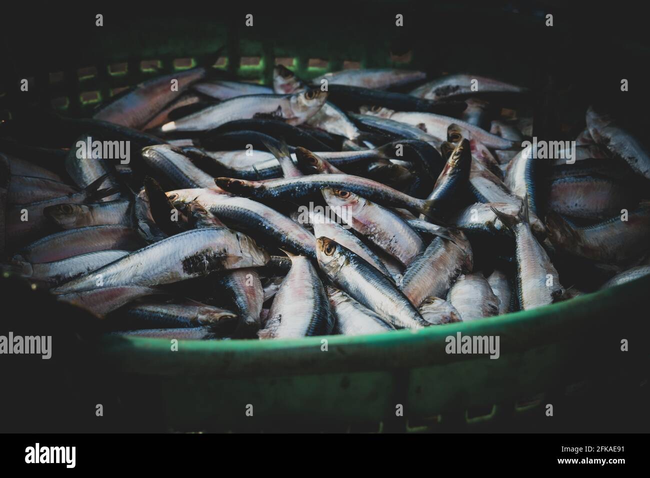 Sammlung von frischem Sardinenfisch zum Verkauf auf dem Fischmarkt. Stockfoto