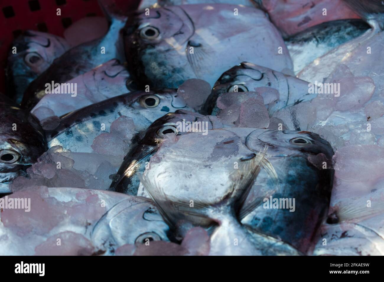 Rasierender Mondfisch mit selektivem Fokus und geringer Schärfentiefe. Stockfoto