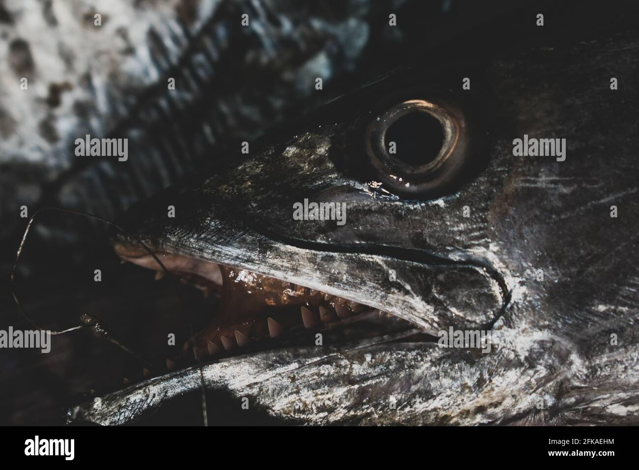 Nahaufnahme des spanischen Makrelenkopfes mit Augen und scharfen Zähnen. Stockfoto