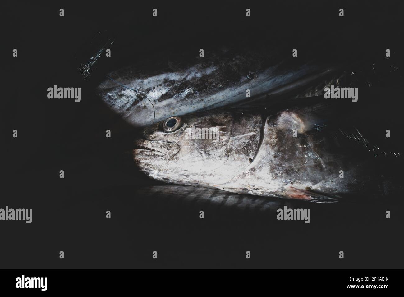 Nahaufnahme des spanischen Makrelenfischhintergrundes. Stockfoto