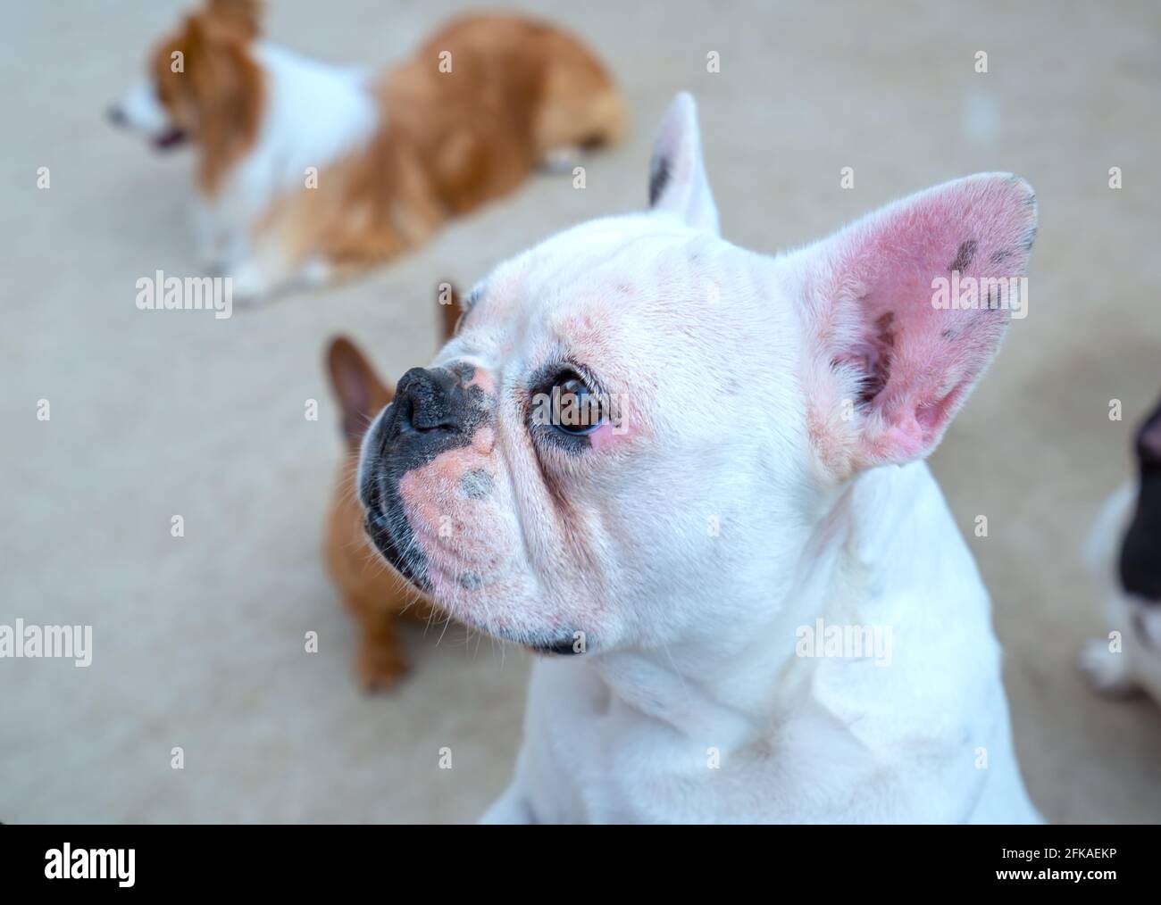 Bulldog-Porträt in domestiziertem Haustier. Sie haben ein schlaffes Gesicht und faltige Haut, sind aber sehr freundlich zu Menschen Stockfoto