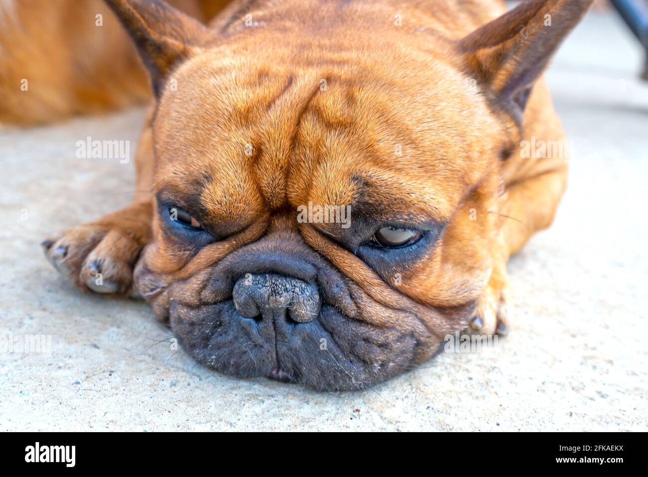 Bulldog-Porträt in domestiziertem Haustier. Sie haben ein schlaffes Gesicht und faltige Haut, sind aber sehr freundlich zu Menschen Stockfoto