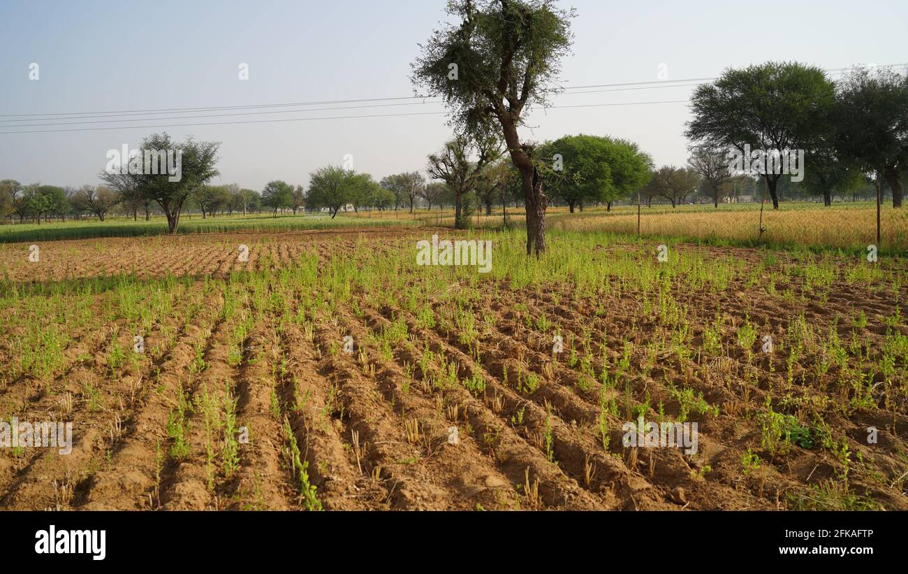 Leeres Feld ohne Feldfrüchte aufgrund von Bauernprotesten in Indien. Verwüsttes Feld in Nahaufnahme ohne Plantage. Stockfoto