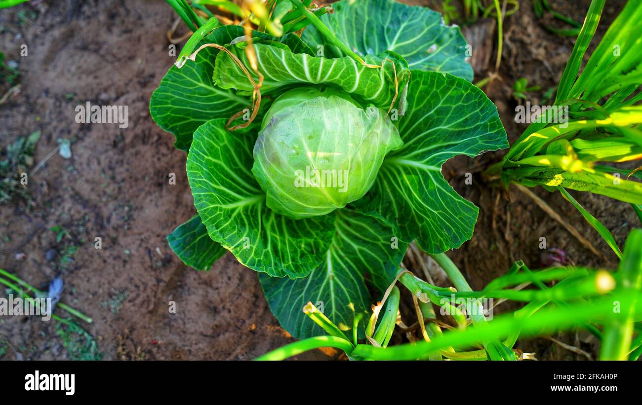 Ein Kopf Kohl wächst im Garten, das Konzept der Bio-Gemüseernte, Draufsicht, Nahaufnahme. Kopf Brassica Oleracea. Grüne Pflanze, grün, Bac Stockfoto