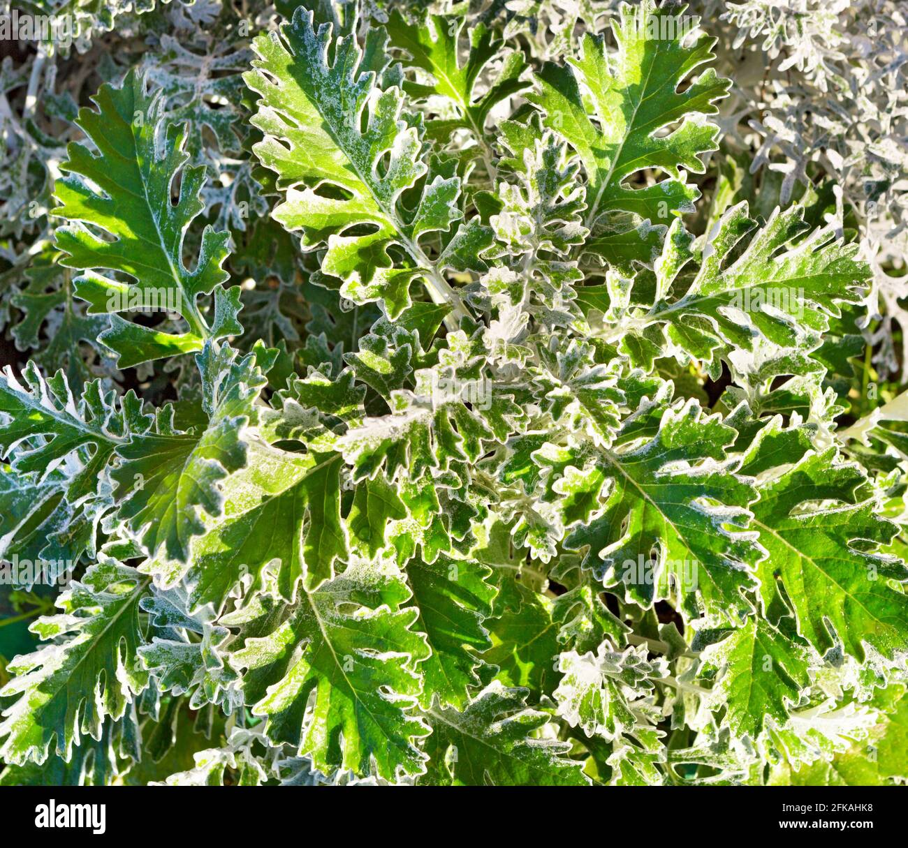 Grüne Blätter Muster Hintergrund. Silberrautkraut. Natürlicher Hintergrund und Tapete. Kreatives grünes Laub-Layout. Natur Sommer Konzept. Stockfoto