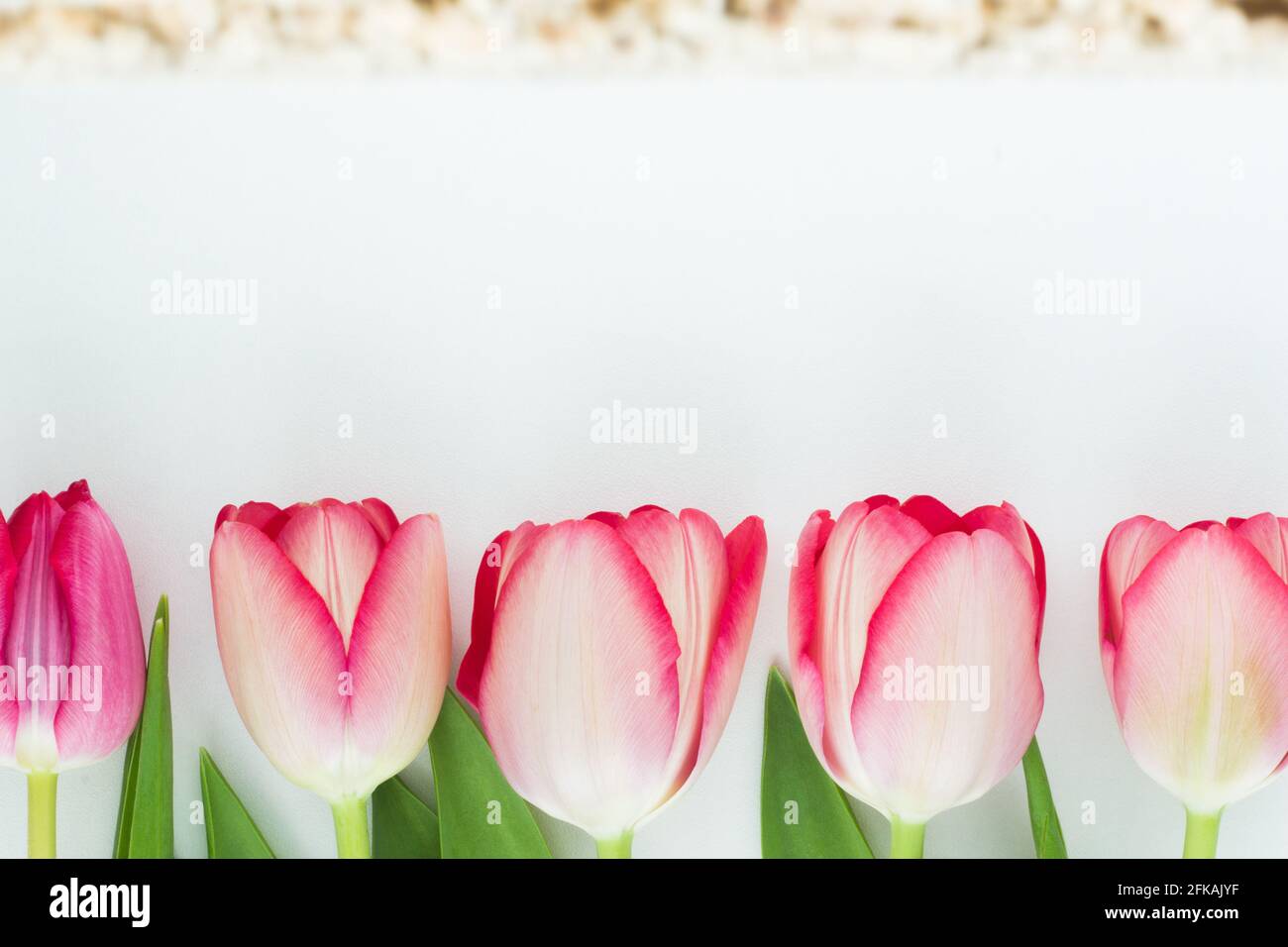 Rosa Tulpen in einer Reihe auf weißem Hintergrund Stockfoto