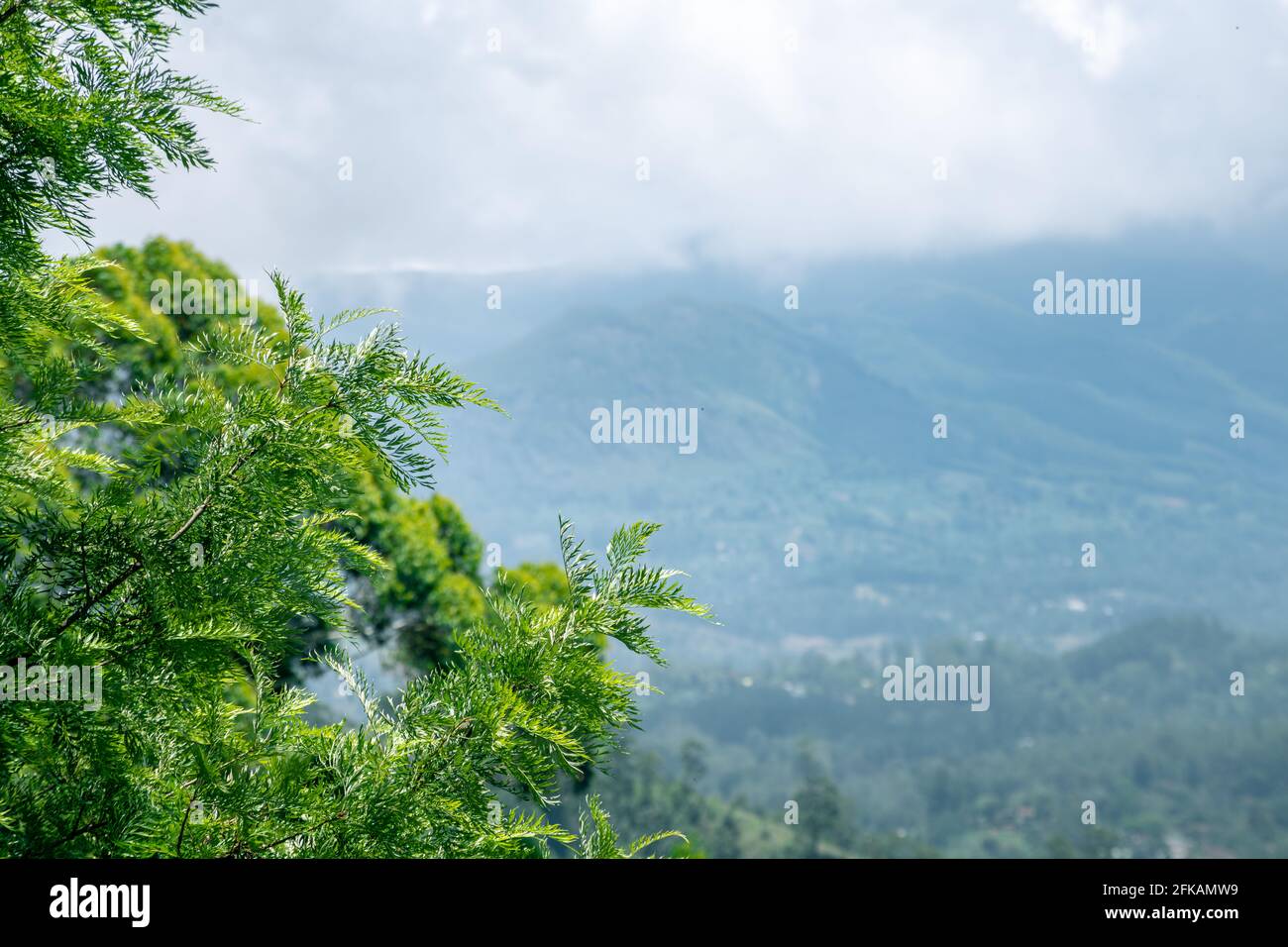 Foggy Mountain Range in der Ferne und Baumzweig Laub im Vordergrund im Fokus. Landschaft schöne Landschaft in Bandarawela, Stockfoto
