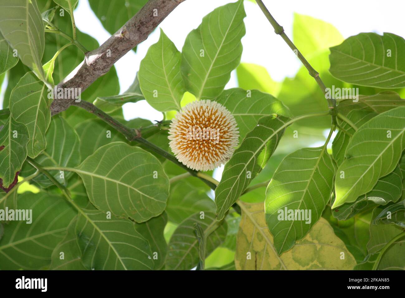 Kadamb (Neolamarckia cadamba) blüht in dichten, kugelförmigen Büscheln Stockfoto