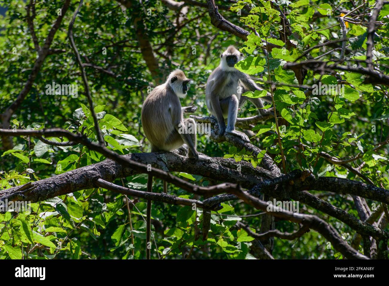 Tufted Grey Langur Affenpaar auf einem Baumzweig, sind in Sri Lanka nahe bedrohte Arten. Hat ein schwarzes Gesicht und einen langen Schwanz. Stockfoto