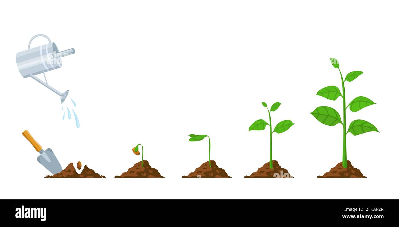 Grüner Sprossen wachsen. Sämling und Pflanzphasen. Pflanze mit Blättern, Bohne im Boden, Gießkanne. Infografik zum Vektor des wachsenden Fortschritts der Pflanzen Stock Vektor