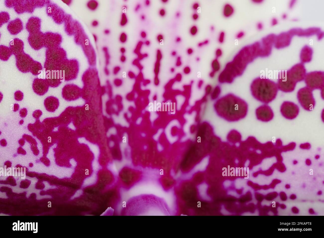 Abstrakt lila Orchidee Blatt Hintergrund Makro Nahaufnahme Stockfoto