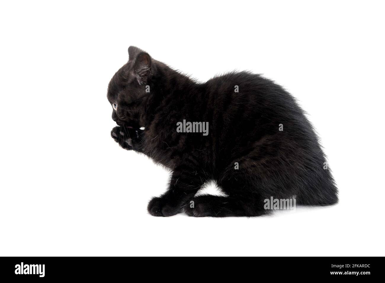 Flauschig reinrassige schwarze Kätzchen sitzt auf weißem Hintergrund und Legt eine Pfote Stockfoto