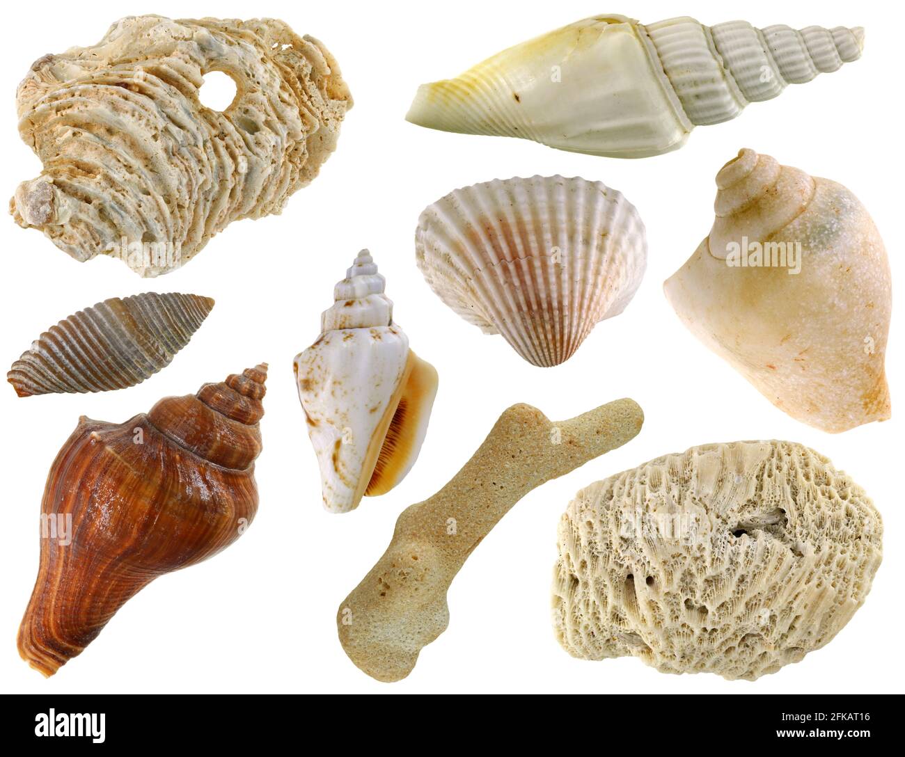 Eine Sammlung von Muscheln auf weißem Hintergrund isoliert Stockfoto