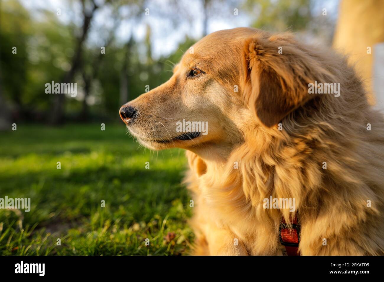 Porträt einer alten goldenen Retriever Hündin. Stockfoto