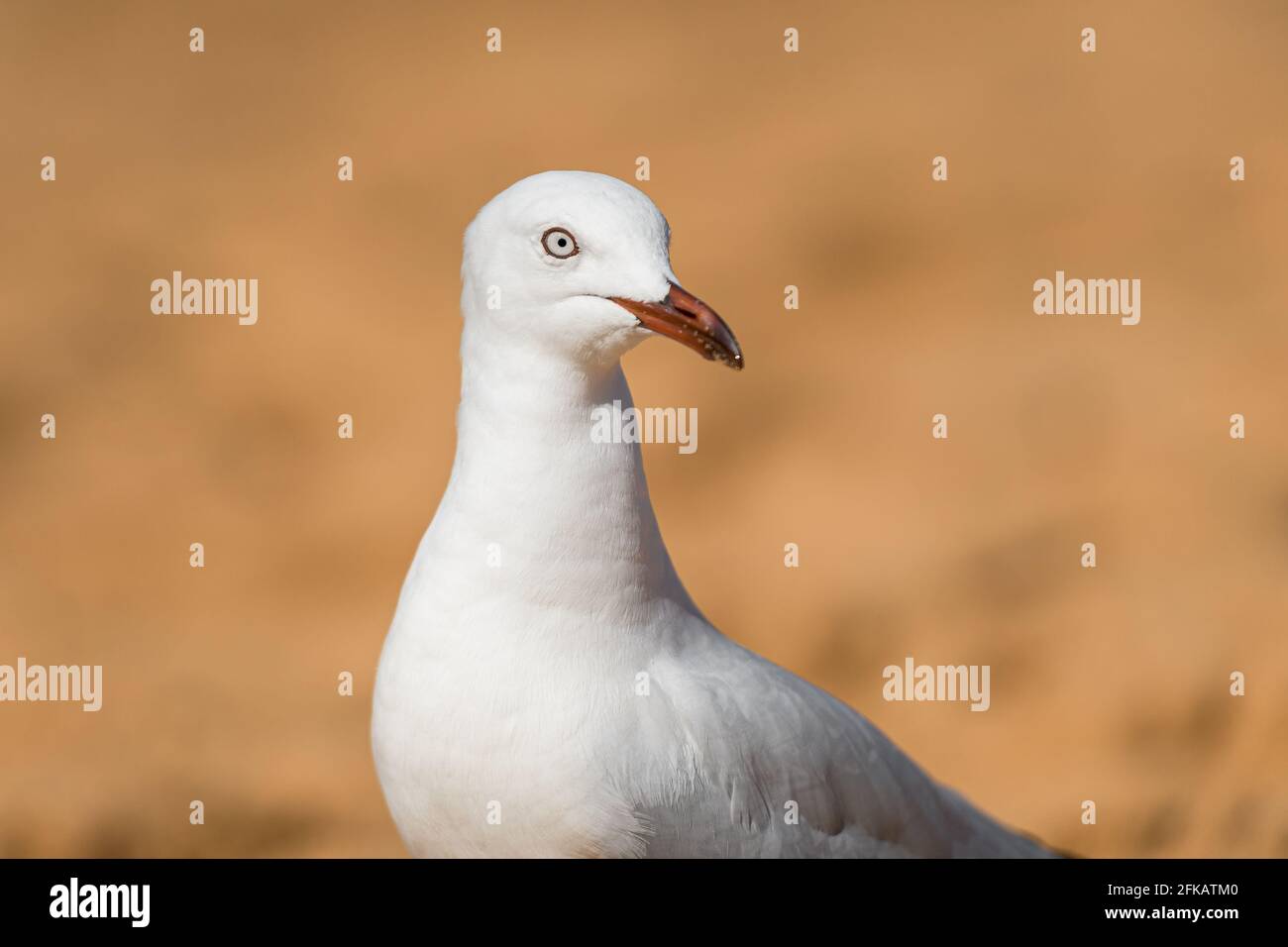 Möwenvögel am Strand. Nahaufnahme der Möwe mit weißen Vögeln. Möwe steht auf dem Sand. Stockfoto