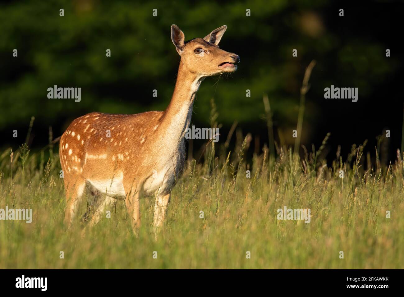 Damhirsch Hintern ruft im Sommersonnenlicht auf grüner Wiese Stockfoto