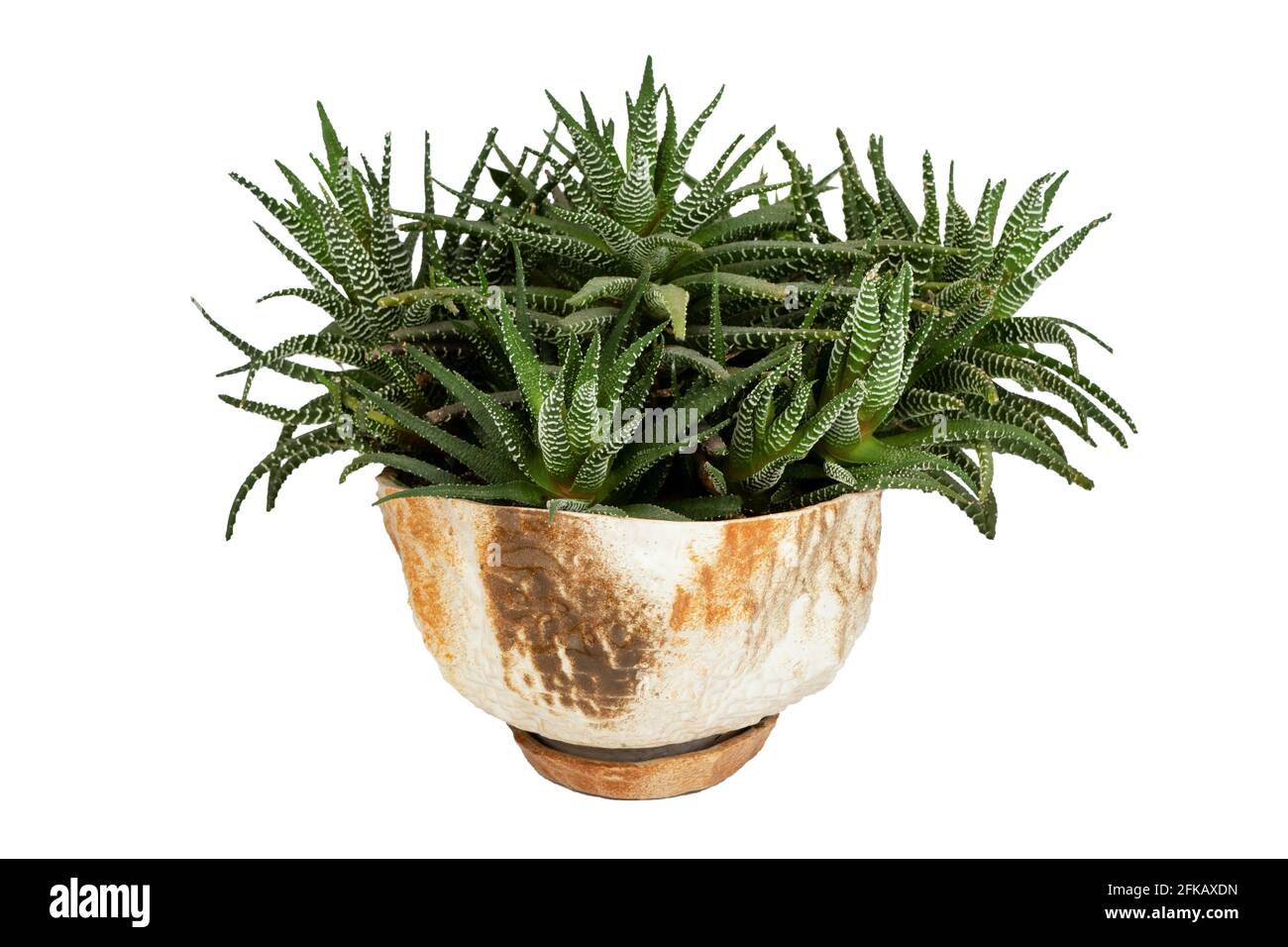 Haworthia Pflanze in einem Topf isoliert auf weißem Hintergrund. Zwerg krautige Sukulente. Startseite Indoor Green Flower Kaktus. Viele Büsche und Triebe in einer Schüssel. Haworthia Isolate. Stockfoto