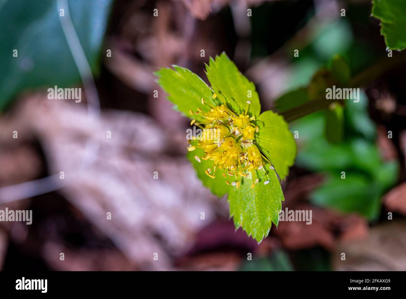 Hacquetia epipactis Pflanze wächst im Wald, Makro Stockfoto