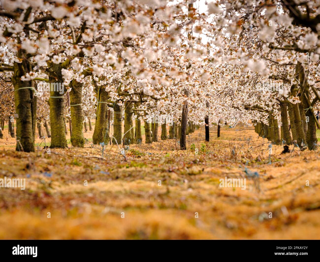 Obstgarten Kirschblüte im Frühling auf der Cooks Yard Farm in Northiam, East Sussex, Großbritannien Stockfoto