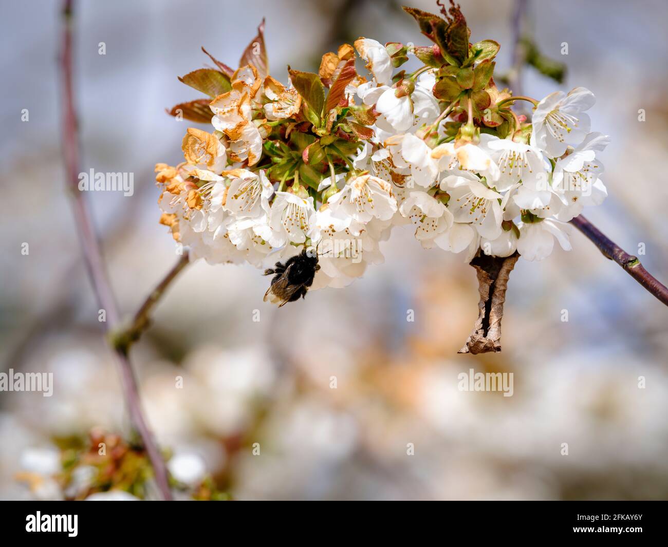 Eine Hummel, die im Frühjahr Nektar aus der Kirschblüte auf der Cooks Yard Farm in Northiam, East Sussex, Großbritannien, sammelt Stockfoto
