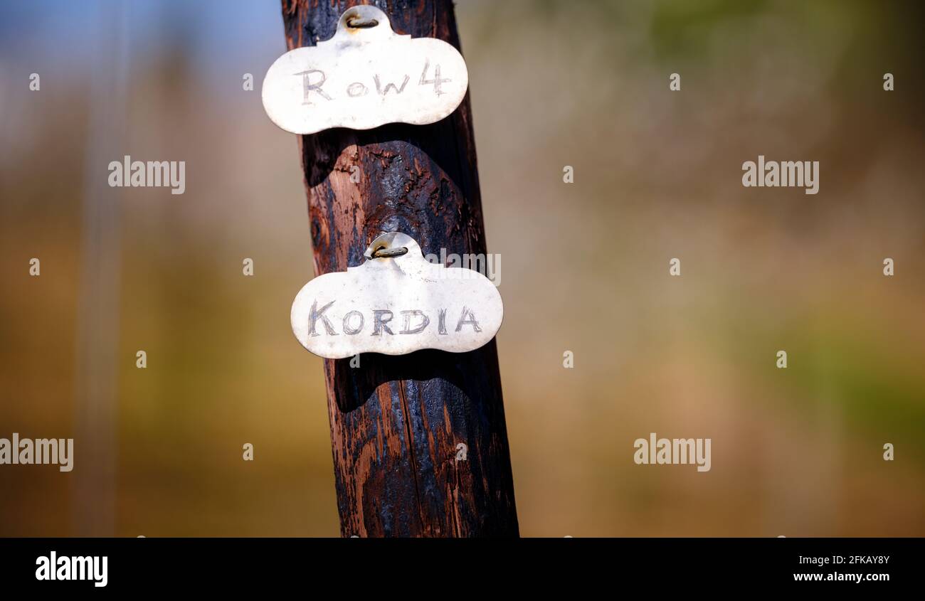 Kirschbäume im Frühling auf der Cooks Yard Farm in Northiam, East Sussex, Großbritannien Stockfoto