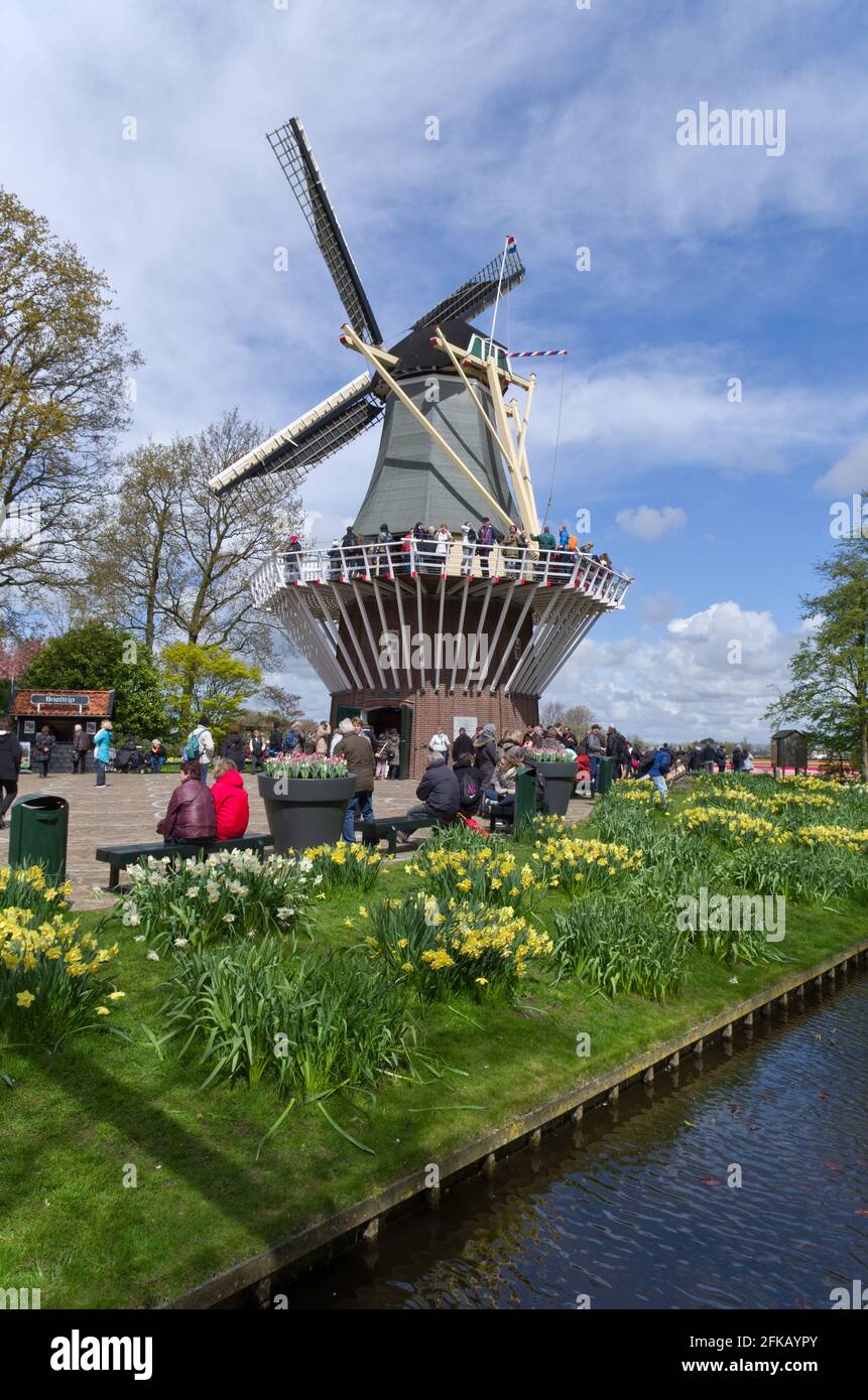 Keukenhof Gardens, Lisse, Niederlande; Besucher an der Windmühle Stockfoto