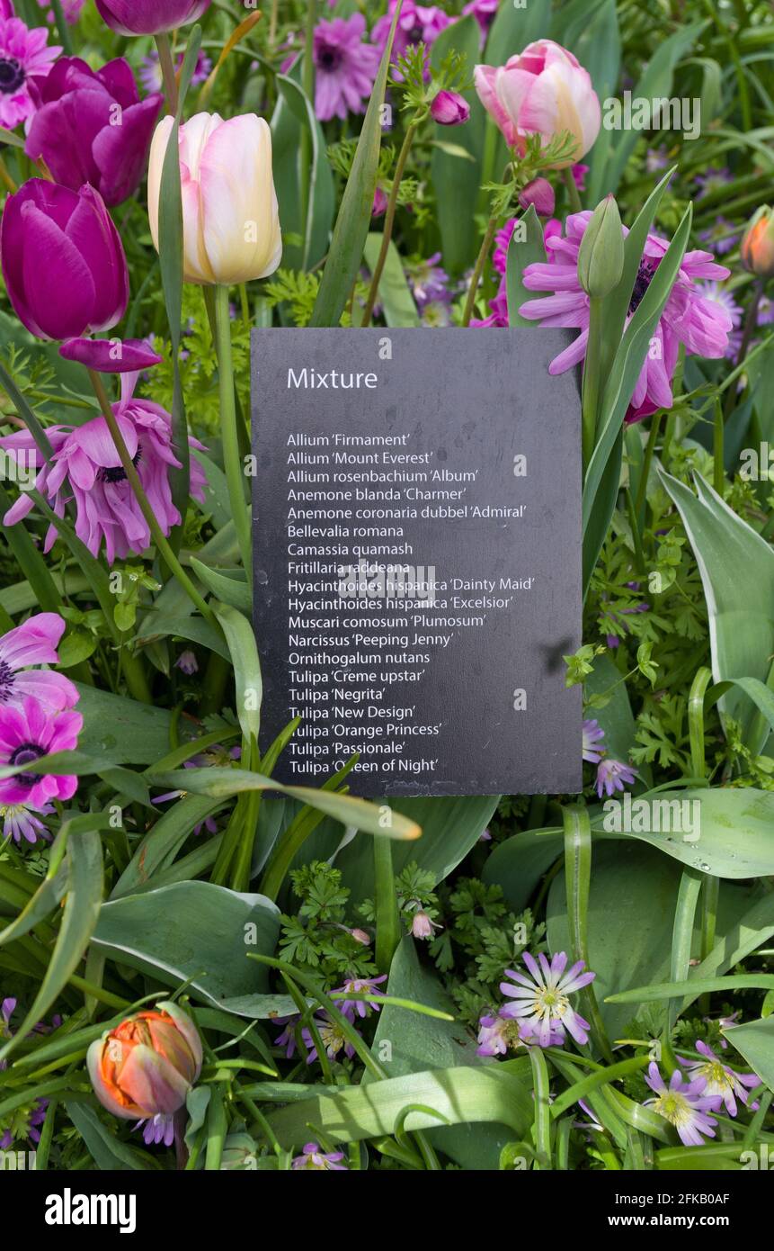 Keukenhof Gardens, Lisse, Niederlande; Schild in einem Blumenbeet mit den Sorten Stockfoto