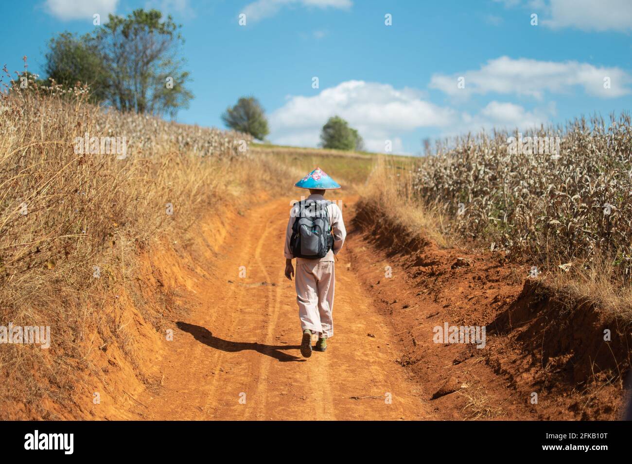Ein burmesischer Mann mit blauem Hut und traditioneller Kleidung geht auf einem Feldweg zwischen Maisfeldern auf einer Wanderung zwischen Kalaw und Inle Lake, Shan State, Stockfoto