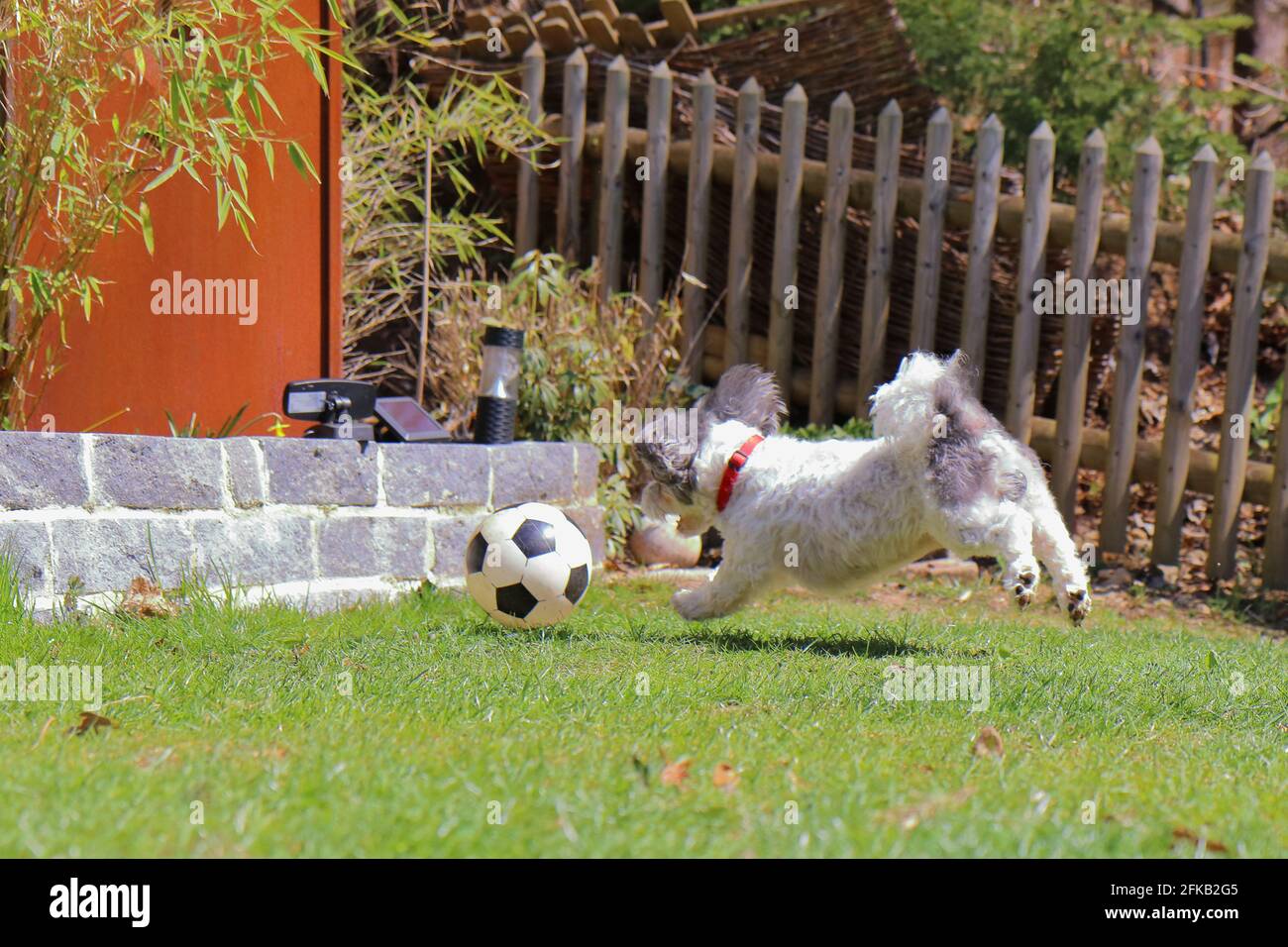 bolonka im Garten spielt Ball Stockfoto