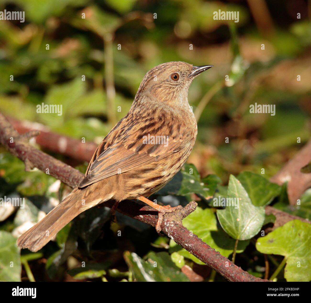 Hedge Sparrow Stockfoto