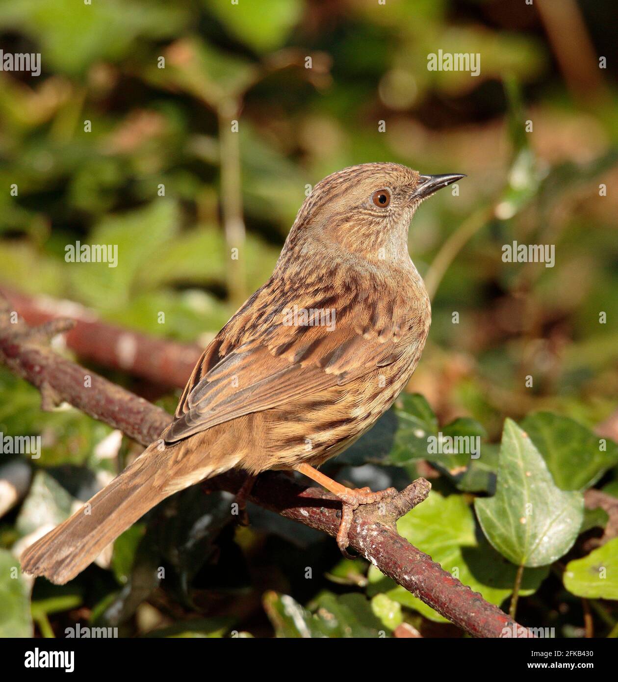 Hedge Sparrow Stockfoto