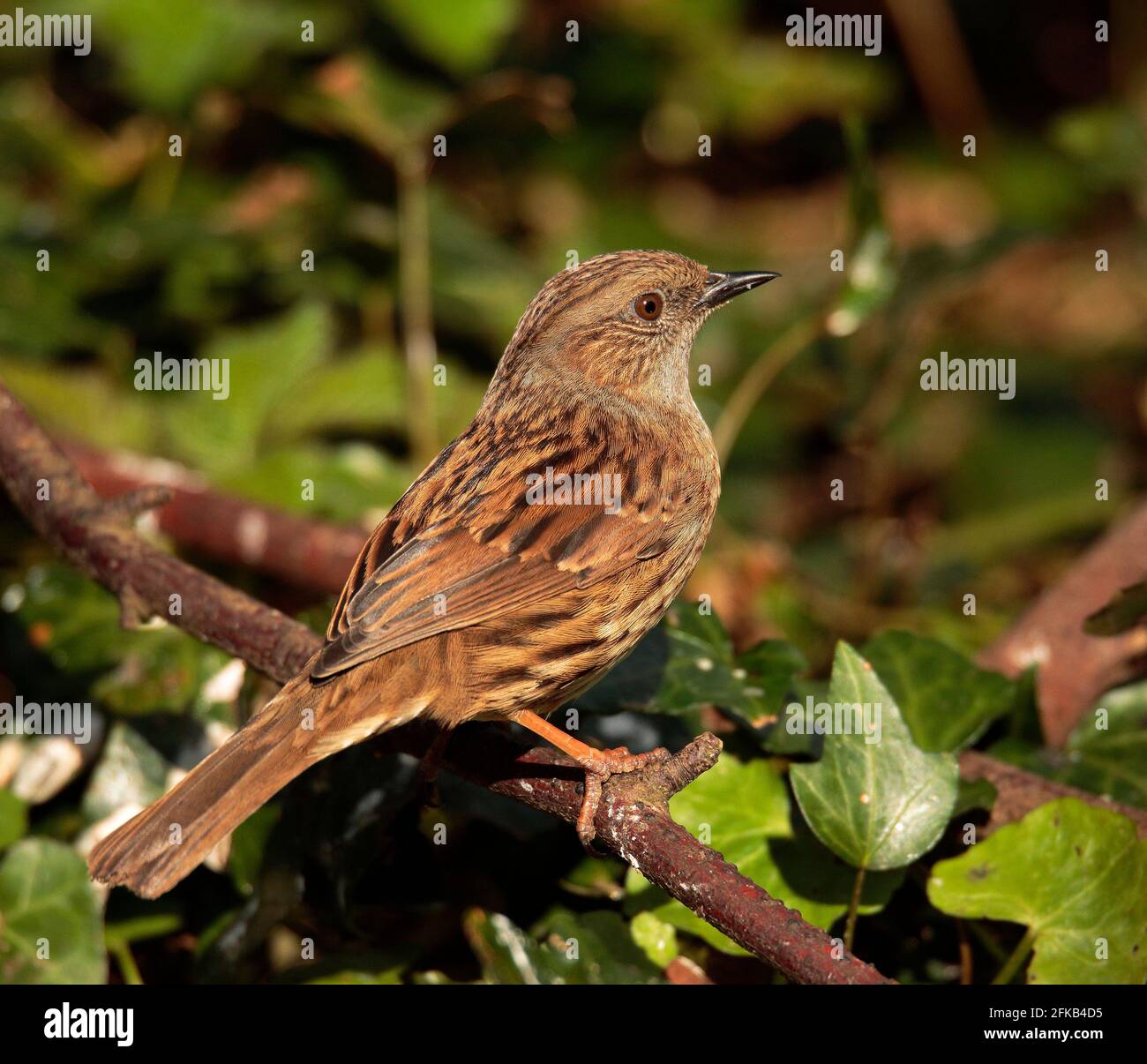 Hedge Sparrow Stockfoto