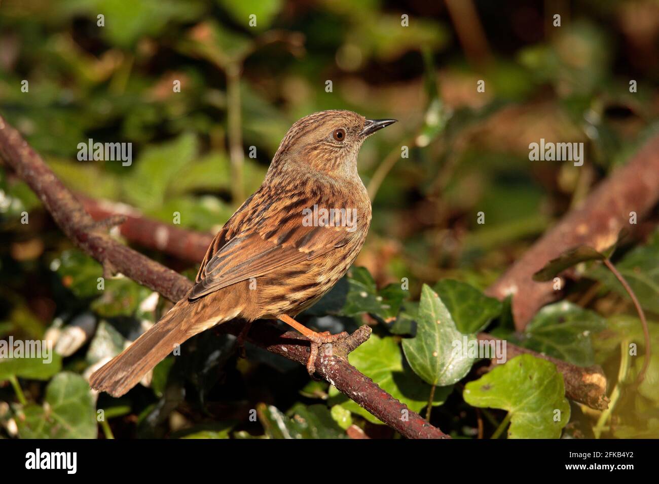 Hedge Sparrow Stockfoto